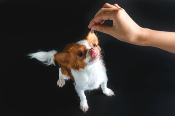 Puppy dog chihuahua eat food from hand,Dog eats chicken,training a dog,feeding pet concept.