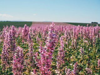 Fototapeta premium Lavender field in the province of Valensole in Provence in France