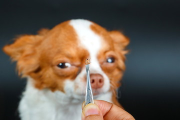 Dog tick bloodsucking,Closeup of hands using silver pliers to remove dog tick ,dog health care...