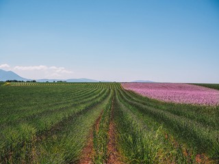 Fototapeta na wymiar Lavender field in the province of Valensole in Provence in France
