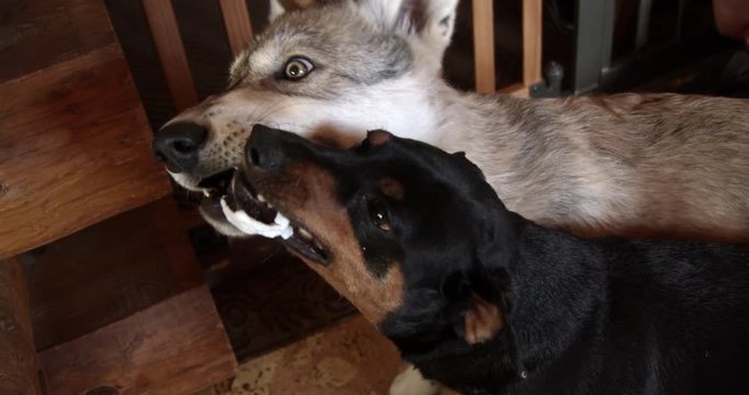 Small dog sharing rawhide with a gray wolf pup.