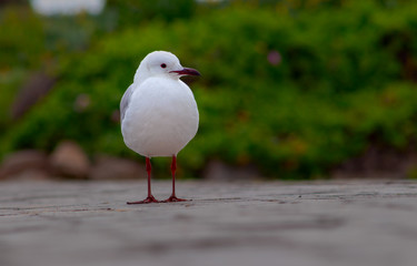 white seagull standing on the road