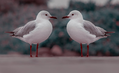 Two white seagulls standing on the road