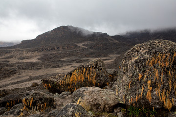 Wüste Kilimandscharo