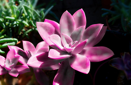 Juicy pink flower of cactus on a dark background. Colorful  graceful expressive image of nature, wallpaper.