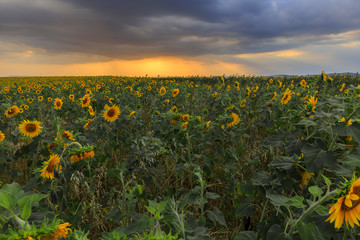 Fototapeta premium Sunflowers field at sunset in the mountains