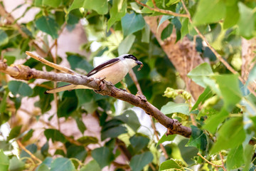  bird of the wild Lanius schach on a branch with an insect in its beak