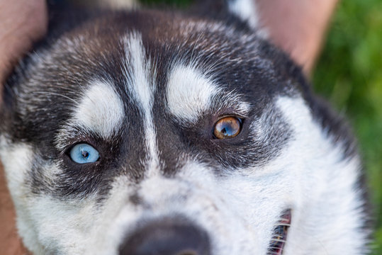 Portrait of a Siberian Husky close up. Photographed in a park.