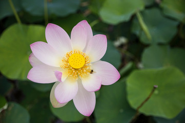 a lotus flower blooming beautifully in nature