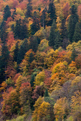 Autumn forest background