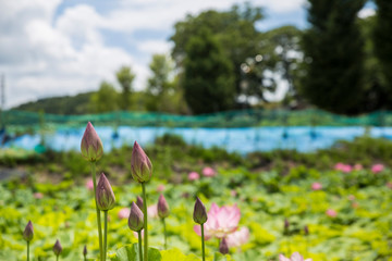 Obraz premium a lotus bud that has not yet bloomed in beautiful nature.