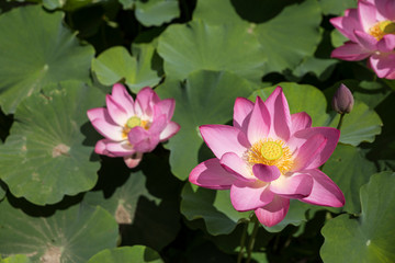 A lotus flowers blooming in beautiful nature