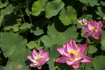 A lotus flowers blooming in beautiful nature