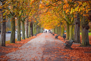 Tree lined autumn scene in Greenwich park, London