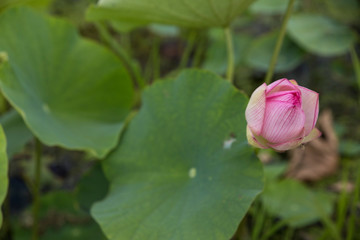 A lotus flowers blooming in beautiful nature