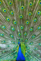 Fototapeta premium Indian peafowl or blue peafowl (Pavo cristatus)