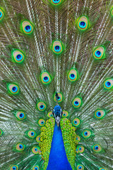 Obraz premium Indian peafowl or blue peafowl (Pavo cristatus)
