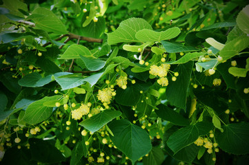 Blossoming linden tree