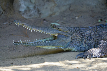 A crocodile in a zoo in Australia
