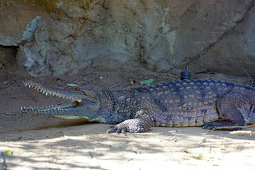 A crocodile in a zoo in Australia