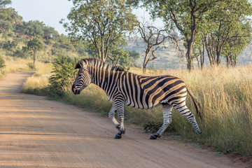 Burchels Zebra crossing a road
