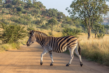 Burchels Zebra crossing a road