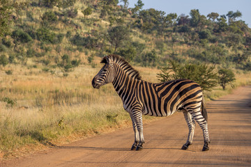 Burchels Zebra standing on a dirt road