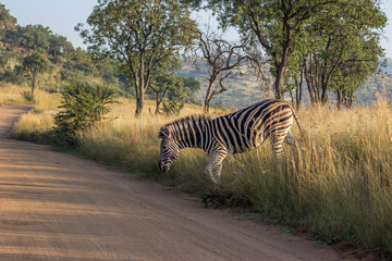 Burchels Zebra crossing a road