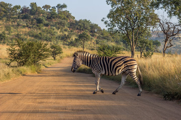 burchels Zebra crossing a road