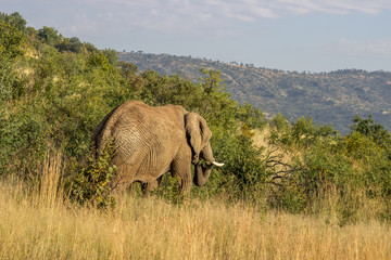 African Elephant  eating a tree branch