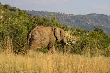 African Elephant