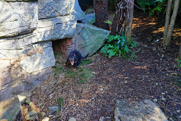 View of a Tasmanian devil (Sarcophilus harrisii), a carnivorous marsupial native to Australia