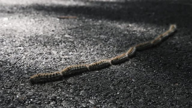 Following the leader, leadership example. Pine processionary caterpillar (Thaumetopoea pityocampa) in Portugal crossing a tarmac road in dappled sunlight
