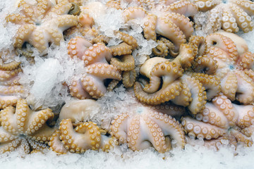 Fresh octopus on ice at a fish market in Sydney, Australia © eqroy