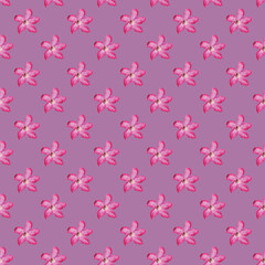 Seamless Adenium  Flower Background, Purple and Pink Seamless Pattern - Vector