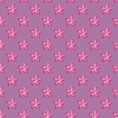 Seamless Adenium  Flower Background, Purple and Pink Seamless Pattern - Vector