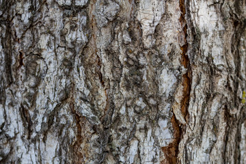 The structure of black and white birch bark of birch closeup