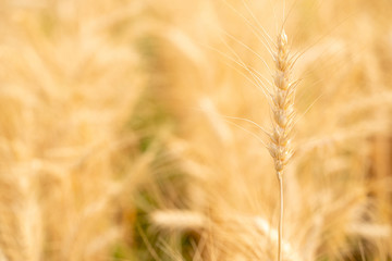 Selective focus close up beautiful nature organic golden barley wheat crop in wheat field with blurred rural scenery wheat field before harvest the grain at sunset in sunny shining day backgrounds.