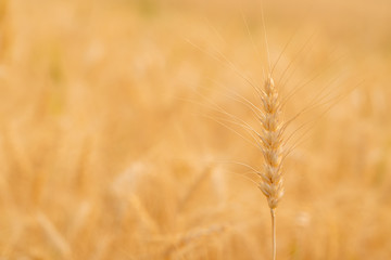 Selective focus close up beautiful nature organic golden barley wheat crop in wheat field with blurred rural scenery wheat field before harvest the grain at sunset in sunny shining day backgrounds.