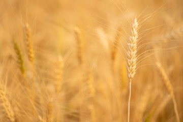 Selective focus close up beautiful nature organic golden barley wheat crop in wheat field with blurred rural scenery wheat field before harvest the grain at sunset in sunny shining day backgrounds.