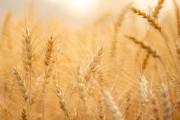Selective focus close up beautiful nature organic golden barley wheat crop in wheat field with blurred rural scenery wheat field before harvest the grain at sunset in sunny shining day backgrounds.