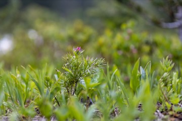 Mount Rainier national park