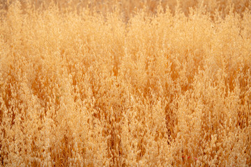 Selective focus landscape beautiful nature organic golden barley wheat crop in wheat field with blurred rural scenery wheat field before harvest the grain at sunset in sunny shining day backgrounds.