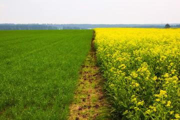 Yellow colza field and green wheat field separated by path in the morning in the fog at sunrise landscape