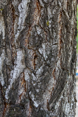 The structure of black and white birch bark of birch closeup