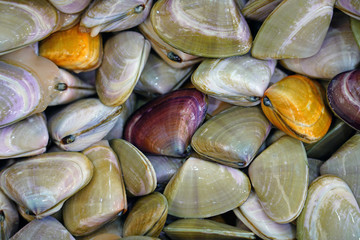 Fresh pipi shell (Paphies australis) for sale at a fish market in Sydney, Australia © eqroy