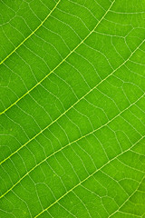 green leaf background, leaf texture and structure