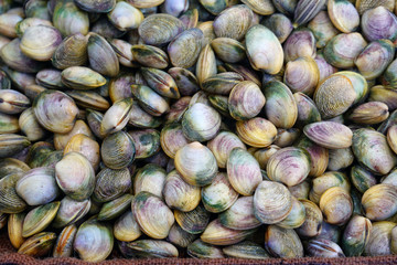 Fresh vongole shell for sale at a fish market in Sydney, Australia