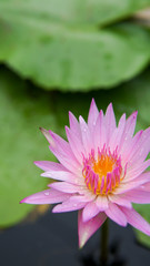 Beautiful lotus flower, lotus flower blossom