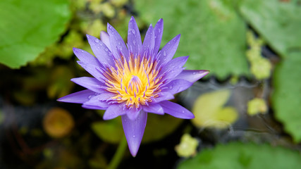 Beautiful lotus flower, lotus flower blossom